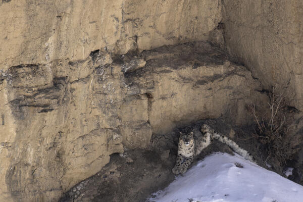 Snow leopard (panthera uncia) in Spiti Valley, Himachal Pradesh, India