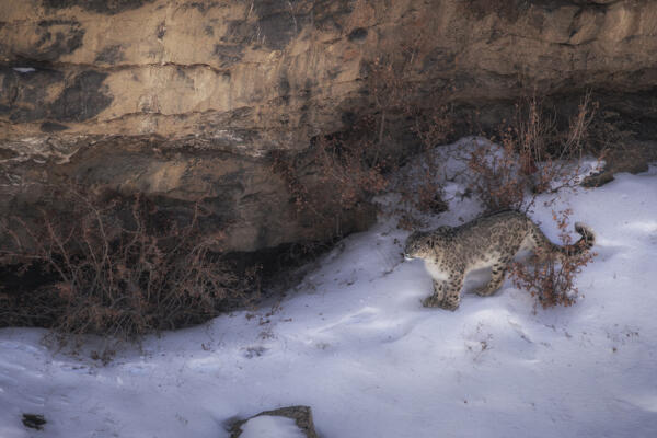 Snow leopard (panthera uncia) in Spiti Valley, Himachal Pradesh, India