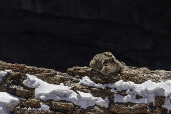 Snow leopard (panthera uncia) in Spiti Valley, Himachal Pradesh, India
