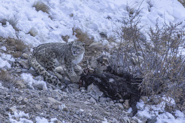 Snow leopard (panthera uncia) in Spiti Valley, Himachal Pradesh, India