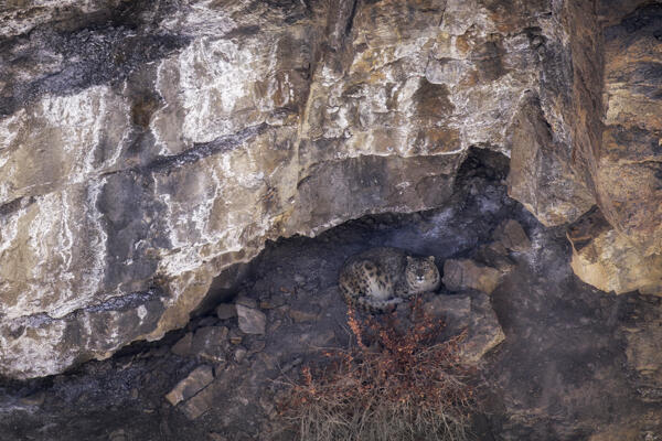 Snow leopard (panthera uncia) in Spiti Valley, Himachal Pradesh, India
