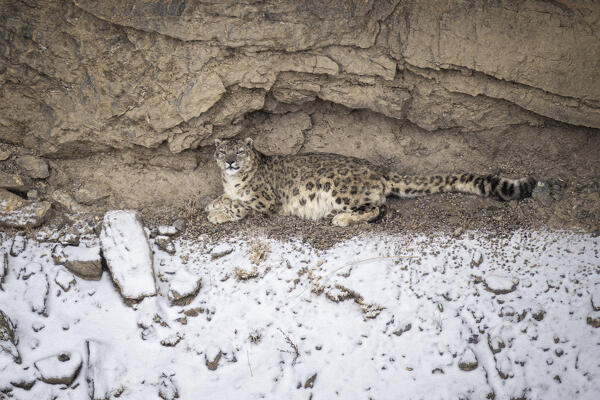 Snow leopard (panthera uncia) in Spiti Valley, Himachal Pradesh, India