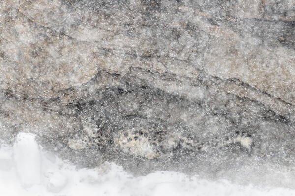 Snow leopard (panthera uncia) in heavy snowfall in Spiti Valley, Himachal Pradesh, India