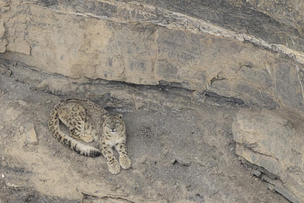 Snow leopard (panthera uncia) in Spiti Valley, Himachal Pradesh, India