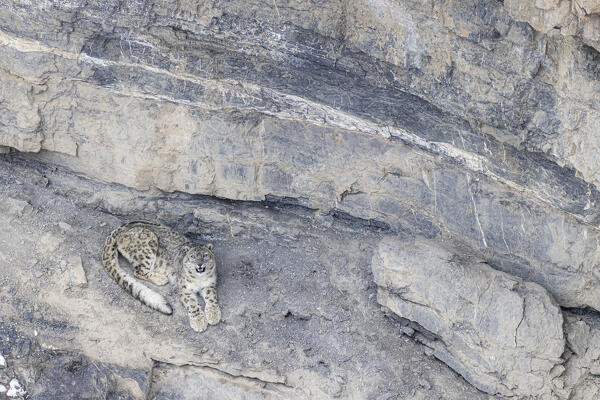 Snow leopard (panthera uncia) in Spiti Valley, Himachal Pradesh, India