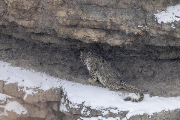 Snow leopard (panthera uncia) in Spiti Valley, Himachal Pradesh, India