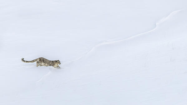 Snow leopard (panthera uncia) in Spiti Valley, Himachal Pradesh, India