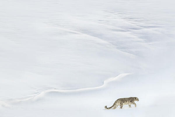 Snow leopard (panthera uncia) in Spiti Valley, Himachal Pradesh, India
