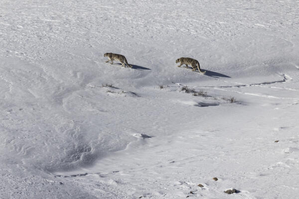 A pair of Snow leopards (panthera uncia) in Spiti Valley, Himachal Pradesh, India