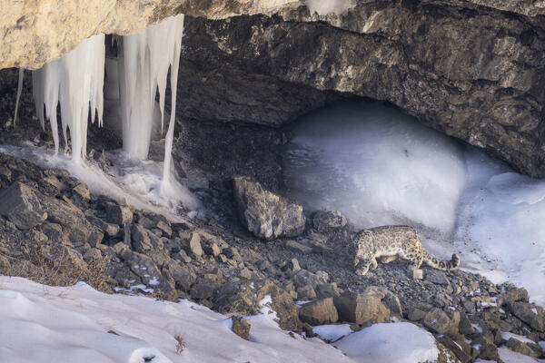 Snow leopard (panthera uncia) in Spiti Valley, Himachal Pradesh, India