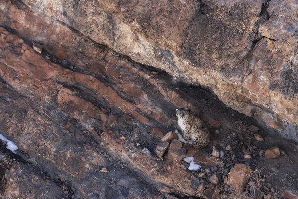 Snow leopard (panthera uncia) in Spiti Valley, Himachal Pradesh, India