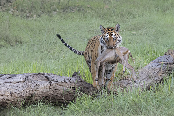 Bengal tiger (Panthera tigris tigris) with prey in Bandhavgarh National Park, Madhya Pradesh, India