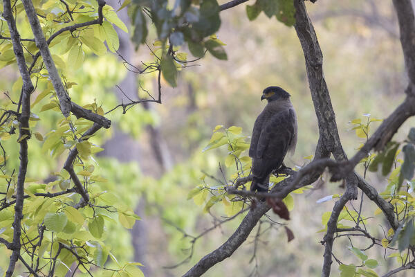 crested serpent eagle (Spilornis cheela) in Bandhavgarh National Park, India