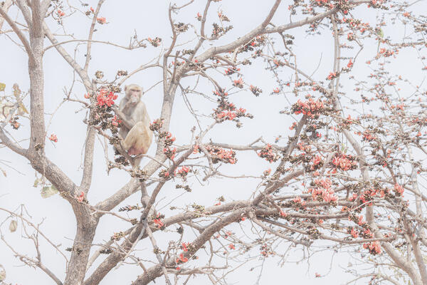 rhesus macaque (Macaca mulatta) in Bandhavgarh National Park, Madhya Pradesh, India
