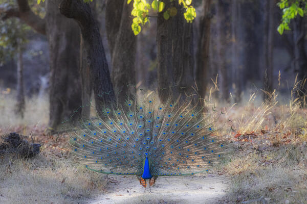 Indian peafowl (Pavo cristatus), in Bandhavgarh National Park
