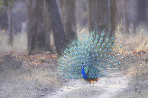 Indian peafowl (Pavo cristatus), in Bandhavgarh National Park