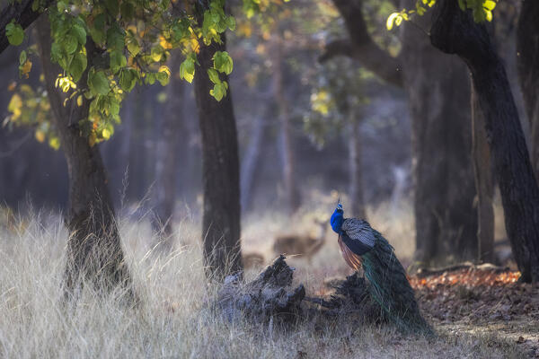 Indian peafowl (Pavo cristatus), in Bandhavgarh National Park