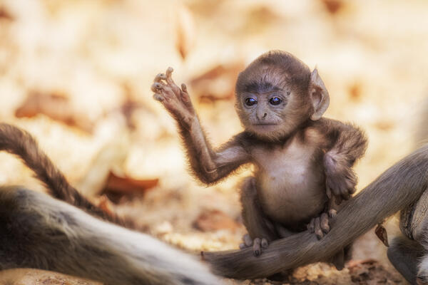 baby northern plains gray langur (Semnopithecus entellus) in Bandhavgarh National Park,  Madhya Pradesh, India