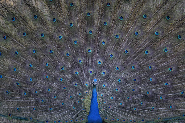Indian peafowl (Pavo cristatus), in Bandhavgarh National Park