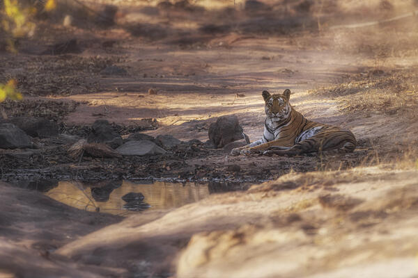 Bengal tiger (Panthera tigris tigris) in Bandhavgarh National Park, Madhya Pradesh, India