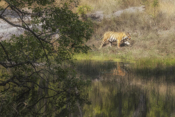 Bengal tiger (Panthera tigris tigris) in Bandhavgarh National Park, Madhya Pradesh, India