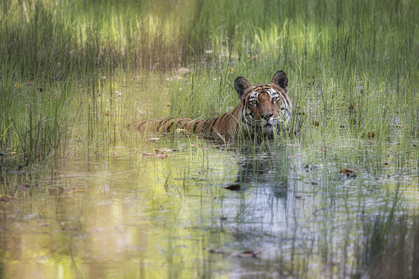 Bengal tiger (Panthera tigris tigris) in Bandhavgarh National Park, Madhya Pradesh, India