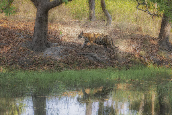 Bengal tiger (Panthera tigris tigris) in Bandhavgarh National Park, Madhya Pradesh, India
