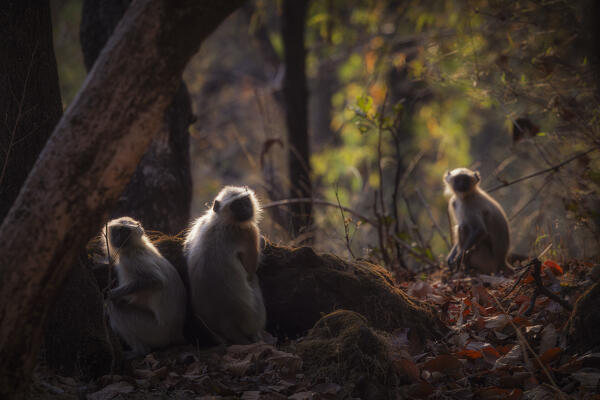 northern plains gray langur (Semnopithecus entellus) in Bandhavgarh National Park,  Madhya Pradesh, India