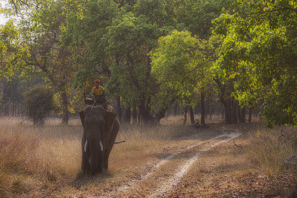 A mahut riding a domestic elephant in Bandhavgarh National Park, India