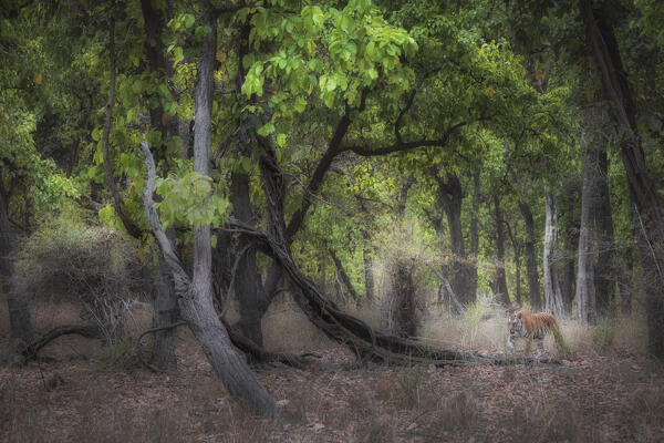 Bengal tiger (Panthera tigris tigris) in sal tree forest in Bandhavgarh National Park, Madhya Pradesh, India