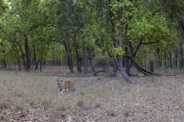 Bengal tiger (Panthera tigris tigris) in sal tree forest in Bandhavgarh National Park, Madhya Pradesh, India
