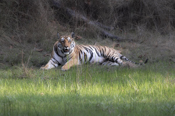 Bengal tiger (Panthera tigris tigris) in Bandhavgarh National Park, Madhya Pradesh, India