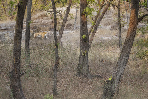 Bengal tiger (Panthera tigris tigris) in sal tree forest in Bandhavgarh National Park, Madhya Pradesh, India