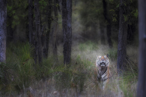 Bengal tiger (Panthera tigris tigris) in sal tree forest in Bandhavgarh National Park, Madhya Pradesh, India