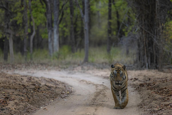 Bengal tiger (Panthera tigris tigris) in sal tree forest in Bandhavgarh National Park, Madhya Pradesh, India