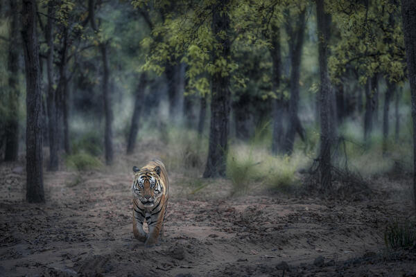 Bengal tiger (Panthera tigris tigris) in sal tree forest in Bandhavgarh National Park, Madhya Pradesh, India