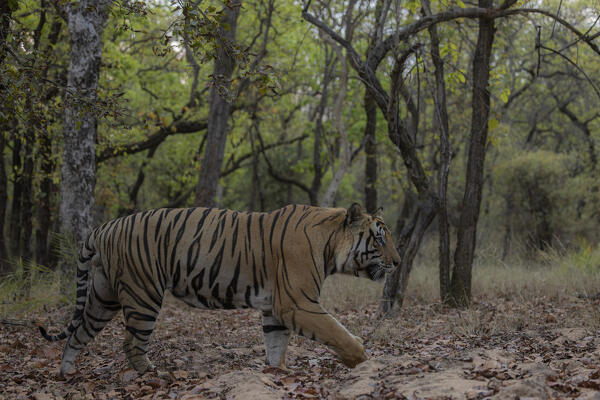 Bengal tiger (Panthera tigris tigris) in Bandhavgarh National Park, Madhya Pradesh, India