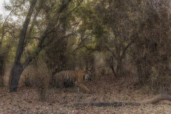 Bengal tiger (Panthera tigris tigris) in Bandhavgarh National Park, Madhya Pradesh, India