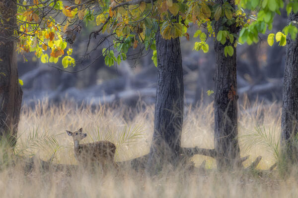 Femal spotted deer in Bandhavgarh National Park, Madhya Pradesh, India