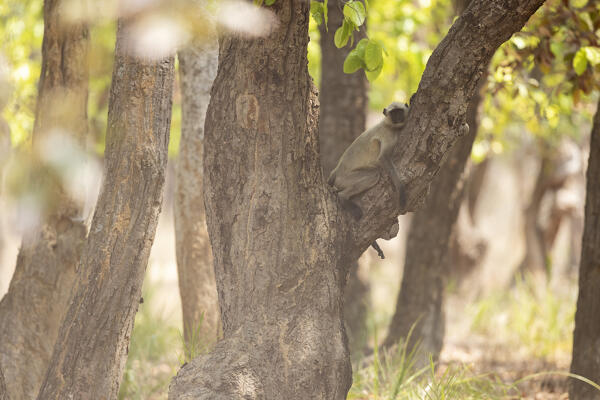 northern plains gray langur (Semnopithecus entellus) in Bandhavgarh National Park,  Madhya Pradesh, India