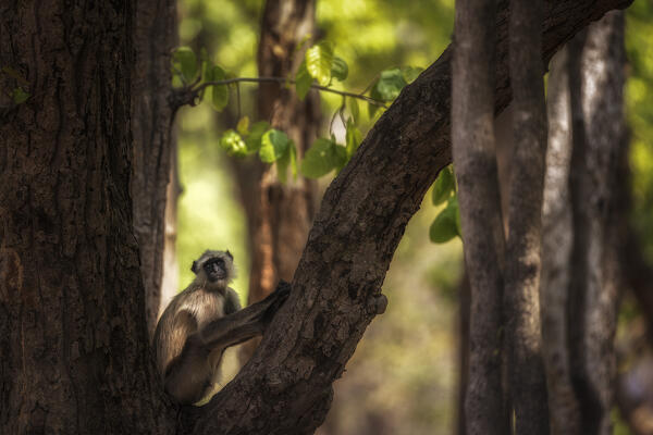 northern plains gray langur (Semnopithecus entellus) in Bandhavgarh National Park,  Madhya Pradesh, India
