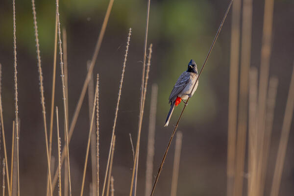 red-vented bulbul (Pycnonotus cafer) in Bandhavgarh National Park, Madhya Pradesh, India