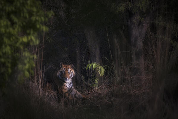 Bengal tiger (Panthera tigris tigris) in Bandhavgarh National Park, Madhya Pradesh, India