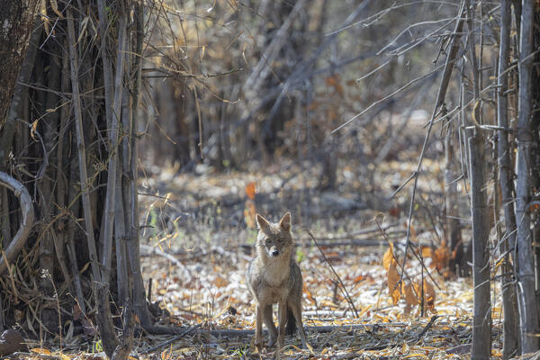 Indian jackal (Canis aureus indicus) in Banndhavgarh National Park, Madhya Pradesh, India
