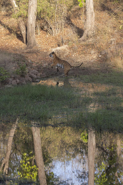 Bengal tiger (Panthera tigris tigris) in Bandhavgarh National Park, Madhya Pradesh, India