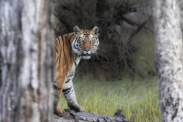 Bengal tiger (Panthera tigris tigris) in Bandhavgarh National Park, Madhya Pradesh, India