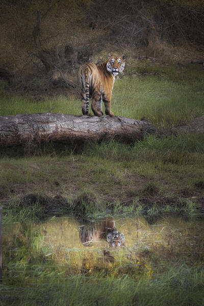 Bengal tiger (Panthera tigris tigris) in Bandhavgarh National Park, Madhya Pradesh, India