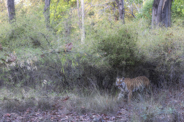 Bengal tiger (Panthera tigris tigris) in Bandhavgarh National Park, Madhya Pradesh, India