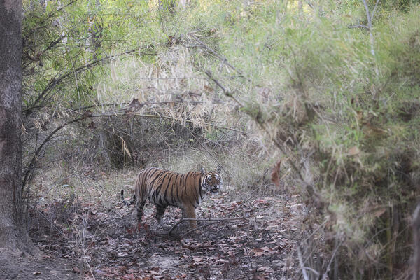 Bengal tiger (Panthera tigris tigris) in Bandhavgarh National Park, Madhya Pradesh, India