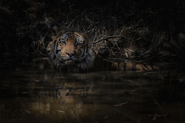 Bengal tiger (Panthera tigris tigris) in Bandhavgarh National Park, Madhya Pradesh, India